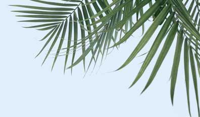 a palm tree leaf