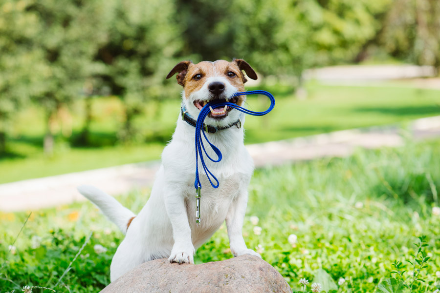 walk your pets to reduce stress