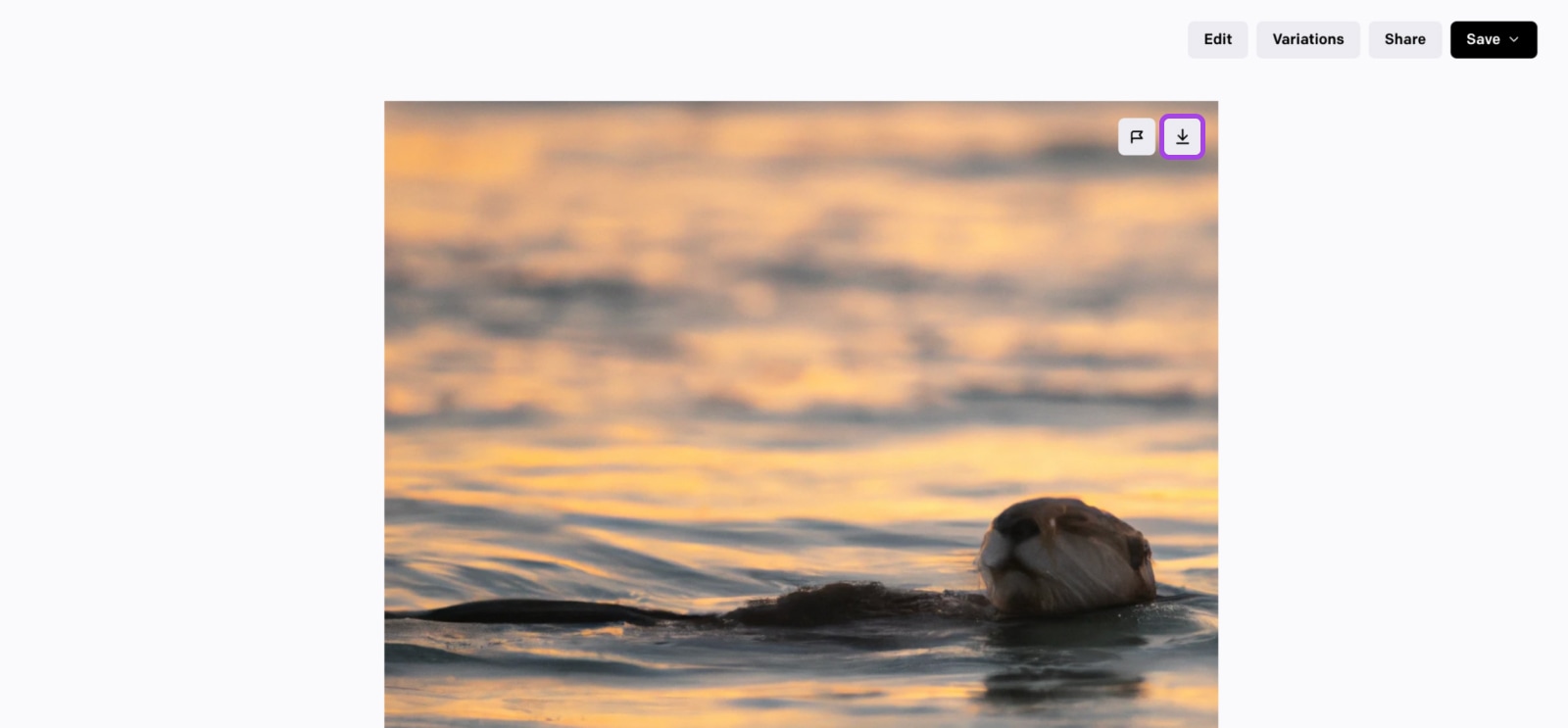 one of the otter pictures on the full screen with a download icon in the upper righthand corner of the photo