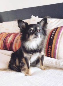 Fritz, un chihuahua de pelo largo, es una estrella invitada frecuente de Door Sixteen